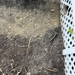 Pestivo Pest Solutions