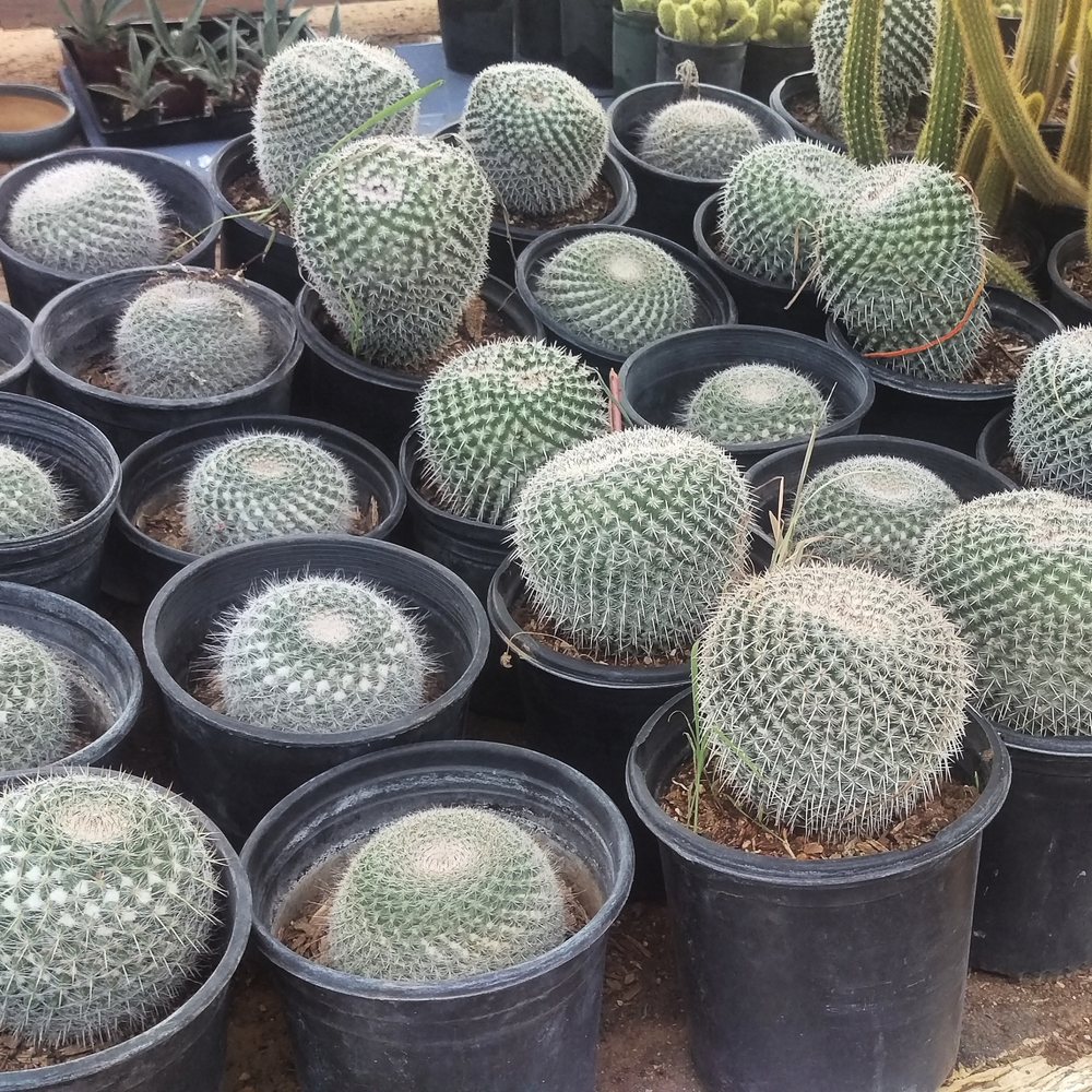 Old West Cactus Farm - Nurseries & Gardening Near Me - Phoenix, Arizona Old West Cactus Farm - Nurseries & Gardening Near Me - Phoenix, Arizona