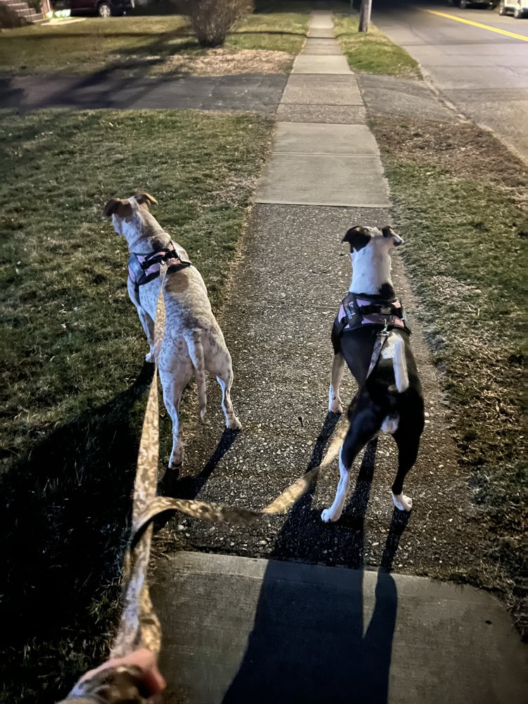 Missy’s Pet Service - pet boarding facility in Milford, CT