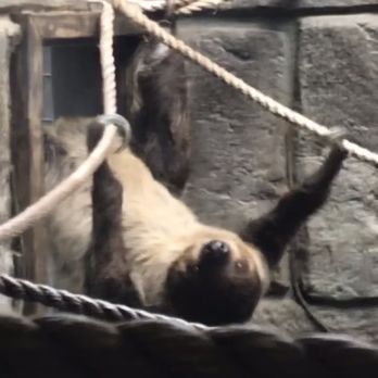 Wildlife Learning Center - Sloth getting his daily exercise - Zoos Near Me - Sylmar, California Wildlife Learning Center - Sloth getting his daily exercise - Zoos Near Me - Sylmar, California