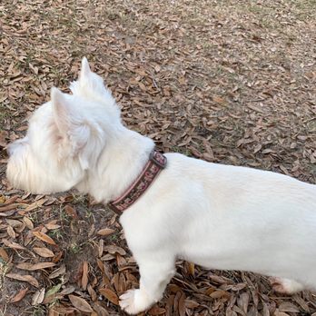 Celebration Dog Park - Dog Parks Near Me - Celebration, Florida
