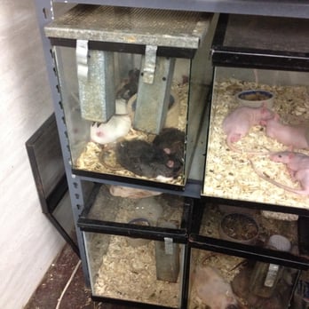 The Pet Shop - Close up on sad rats, again no toys or space to move. - Pet Stores Near Me - Allston, Massachusetts The Pet Shop - Close up on sad rats, again no toys or space to move. - Pet Stores Near Me - Allston, Massachusetts