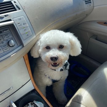 Barking Lot Pet Styling - My dog after his bath and haircut - Pet Groomers Near Me - Stockton, California Barking Lot Pet Styling - My dog after his bath and haircut - Pet Groomers Near Me - Stockton, California