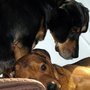 Happy Hound Pet Care