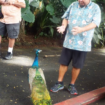 E Noa Tours - Our tour guide feeding the peacock. - Tours Near Me - Honolulu, Hawaii