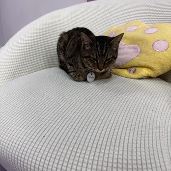 Purr-fecto Cat Lounge - 5 out of 10 loaf for Nicholas - Animal Shelters Near Me - Austin, Texas Purr-fecto Cat Lounge - 5 out of 10 loaf for Nicholas - Animal Shelters Near Me - Austin, Texas