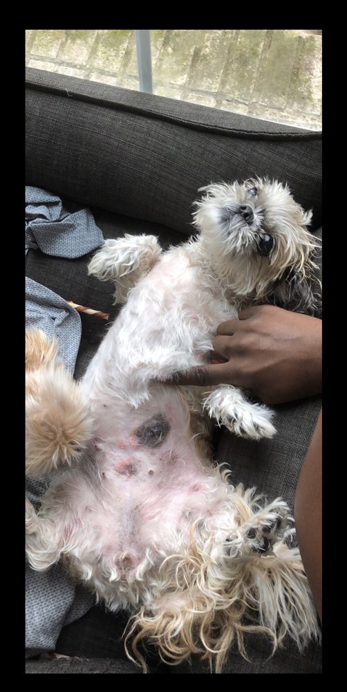 CHOW BELLA GROOMING 19 Photos & 23 Reviews 107 N Washington Ave