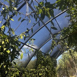 Shade hut with hanging vanilla beans