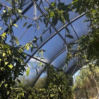 The Vanillerie - Shade hut with hanging vanilla beans - Attraction Farms Near Me - Kailua-Kona, Hawaii