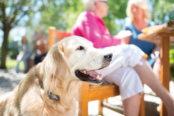 Invisible Fence of Montgomery County