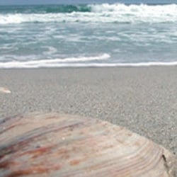 Beachcomber Vacations