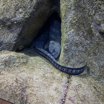 Monterey Bay Aquarium - Eel - Aquariums Near Me - Monterey, California