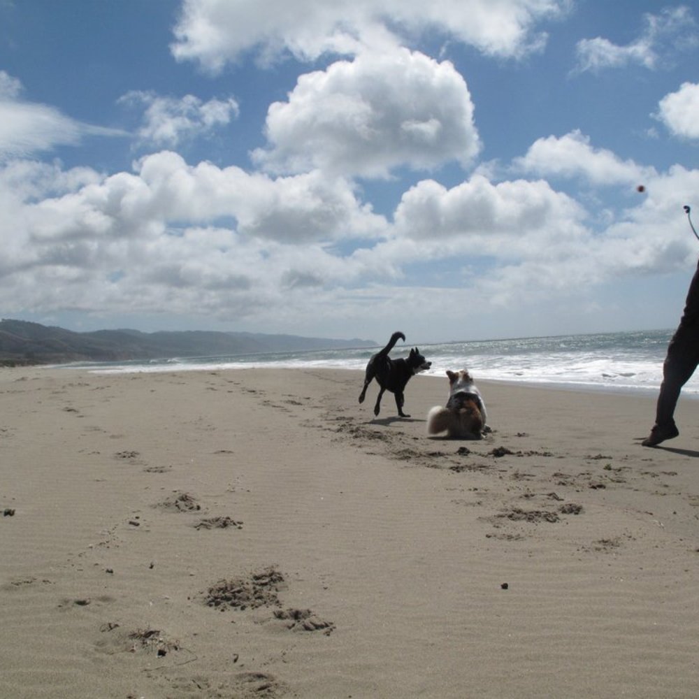 Limantour Beach - Fetch on the beach. - Beaches Near Me - Point Reyes Station, California Limantour Beach - Fetch on the beach. - Beaches Near Me - Point Reyes Station, California