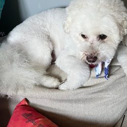 Fetch Dog Spa - Yogi after his grooming!