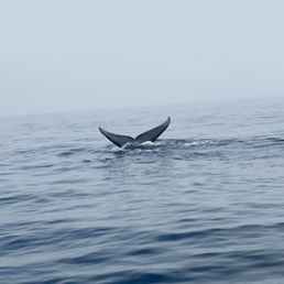 The blue whale we saw in June