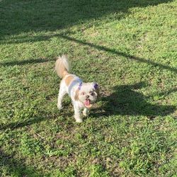 Sunrise Paw Park - Lucee at Sunrise Paw Park.