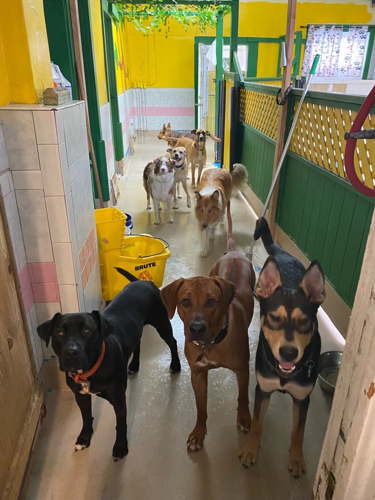 Hang Around Hound - pet boarding facility in San Francisco, CA