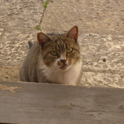 Milleluci - Miau, 2017, copyright by mostro