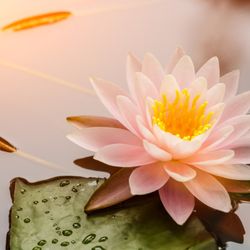 Love Divine & Healing photo