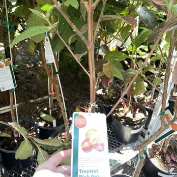 Phoenix Perennials - Nurseries & Gardening Near Me - Richmond, British Columbia