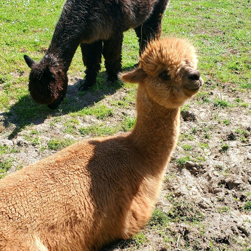 Resident Alpacas Resident Alpacas