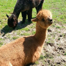 Resident Alpacas