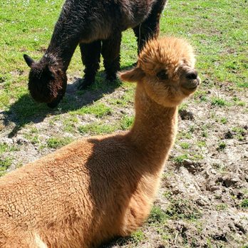 Trumpeter Inn Bed & Breakfast - Resident Alpacas - Bed & Breakfast Near Me - Friday Harbor, Washington