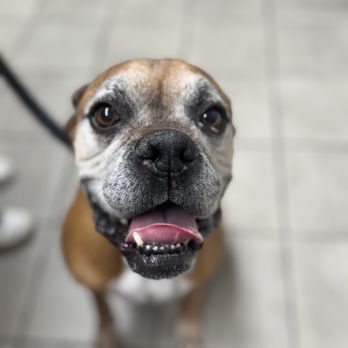Sugarloaf Animal Clinic - Veterinarians Near Me - Phoenix, Arizona Sugarloaf Animal Clinic - Veterinarians Near Me - Phoenix, Arizona