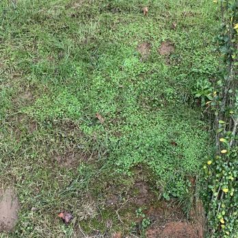 Weed Man - Lawn after latest application - Pest Control Near Me - Greer, South Carolina