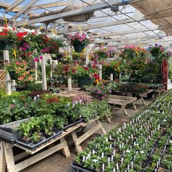 The Flower Farm - Greenhouse