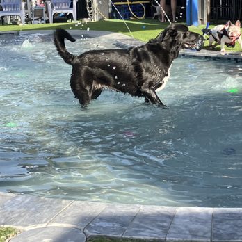 Mutts & Martinis - Venues & Event Spaces Near Me - St. Petersburg, Florida Mutts & Martinis - Venues & Event Spaces Near Me - St. Petersburg, Florida