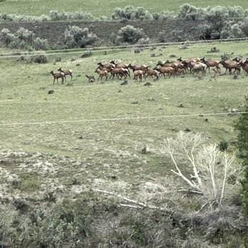 Yellowstone Basin Inn - Pack o bull ELK - Hotels Near Me - Gardiner, Montana Yellowstone Basin Inn - Pack o bull ELK - Hotels Near Me - Gardiner, Montana