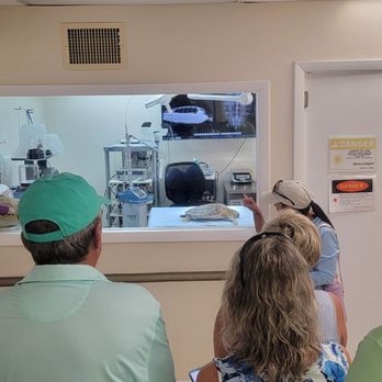 The Turtle Hospital - Turtle in surgery - Veterinarians Near Me - Marathon, Florida