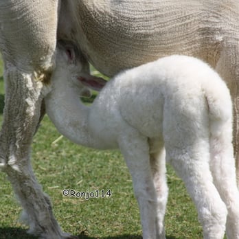 Pia Schindler - Mutters Milchbar ... :) - Zoos Near Me - Lengefeld, SN