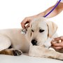 Photo of All Creatures Great & Small Animal Hospital