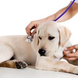 All Creatures Great & Small Animal Hospital - Veterinarian Lexington, KY