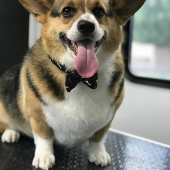 American Groomers - Clubber (deshedding bath, trim, nail grinding & teeth brushing) - Pet Groomers Near Me American Groomers - Clubber (deshedding bath, trim, nail grinding & teeth brushing) - Pet Groomers Near Me