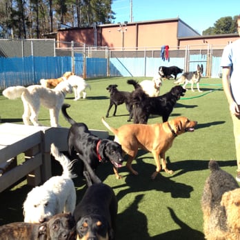 The Barker Lounge - Big dogs playing outside in one of our huge outdoor areas. - Pet Sitting Near Me - Alpharetta, Georgia The Barker Lounge - Big dogs playing outside in one of our huge outdoor areas. - Pet Sitting Near Me - Alpharetta, Georgia