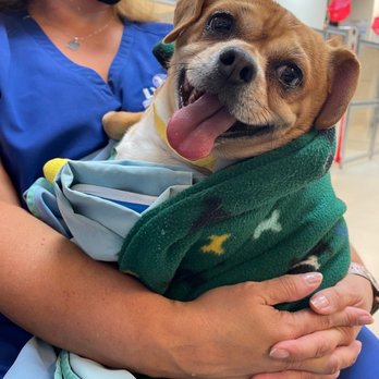 Trupanion - Maverick post op - Pet Insurance Near Me - Seattle, Washington Trupanion - Maverick post op - Pet Insurance Near Me - Seattle, Washington