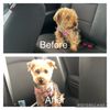 Tacoma's Best Pet Grooming gift card