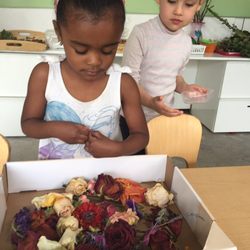 Milestones Preschool - Dehydrated flower project...