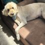 Photo of Geovana’s Pet Mobile Grooming Stylist