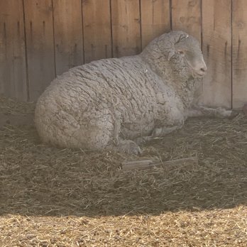 Littleton Museum - Sheep - Museums Near Me - Littleton, Colorado Littleton Museum - Sheep - Museums Near Me - Littleton, Colorado
