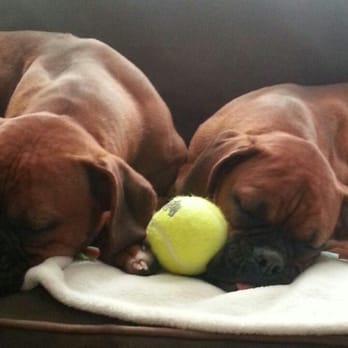 Buffalo Barks - Loki & luna after a day at buffalo barks! - Pet Sitting Near Me - Tonawanda, New York