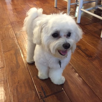 Q d Doggie - Pet Groomers Near Me - Lake Forest, California Q d Doggie - Pet Groomers Near Me - Lake Forest, California