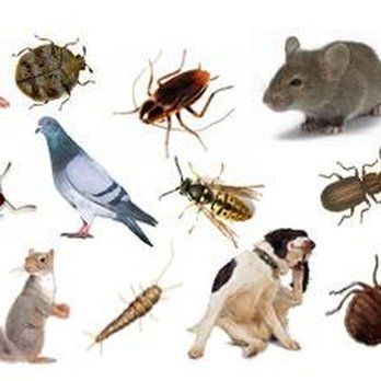 Complete Pest Control Services - rodents and pests - Pest Control Near Me - Pittsburgh, Pennsylvania