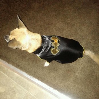 Pet Supplies Plus Upland - Got this batman cape for my dog. - Pet Stores Near Me - Upland, California
