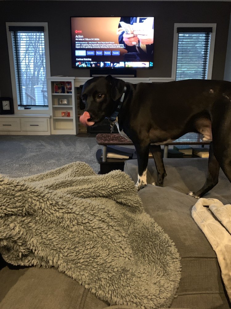 ADOGO PET HOTEL 24 Reviews & 15 Photos 7400 Kirkwood Ct, Maple