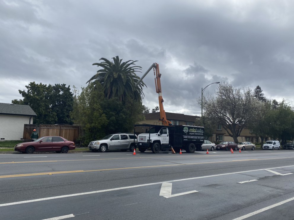 Miabella Expert Tree Service - tree service in San Jose, CA