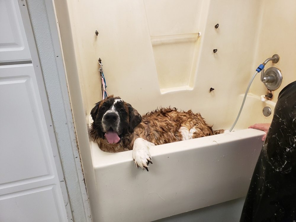 LEXINGTON PET LODGE Updated September 2024 11 Reviews 654 Ginny